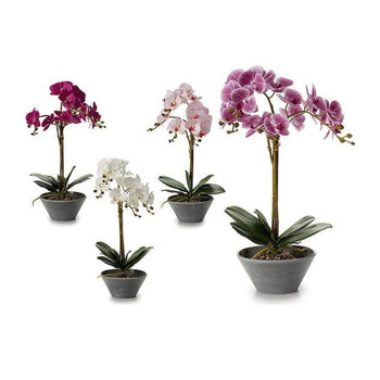 Vazo orkide gri